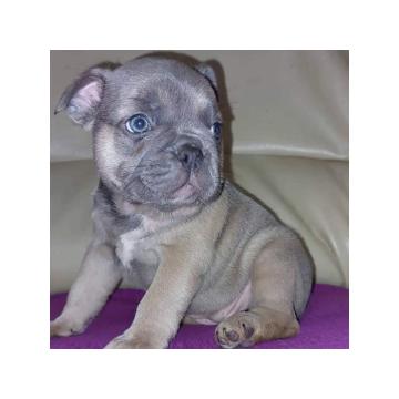 Francuski buldozi egzotični 