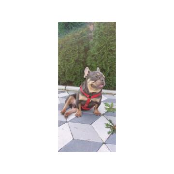 Francuski buldozi egzotični 