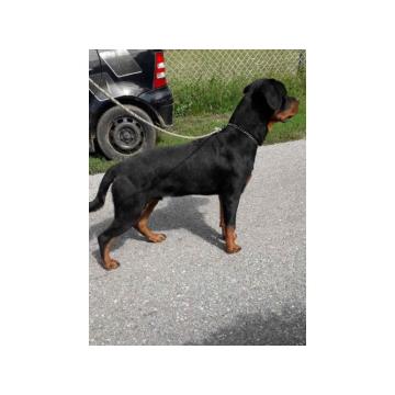 Rotvajler štenci i mladi psi