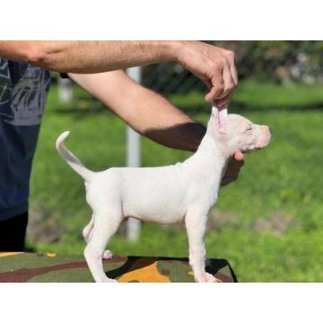 Dogo Argentino štenci