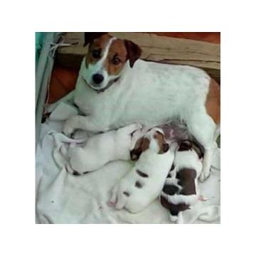 Džek Rasel terijer, mužjak, ženka i štenci 
