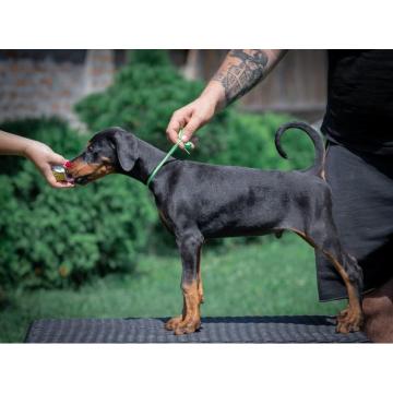 Doberman štenci