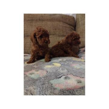 Crvena toy pudla, zenke