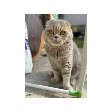 Škotski kratkodlaki dečak