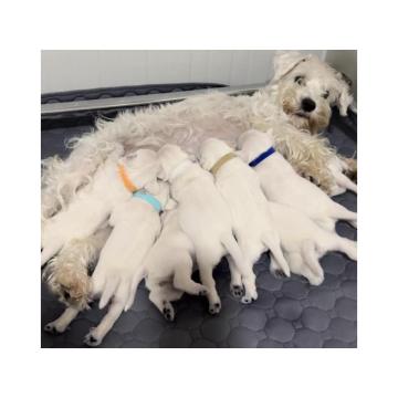 Odgajivacnica PATULJASTIH SNAUCERA Belih  