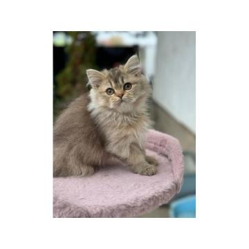 Škotski dugodlaki dečaci