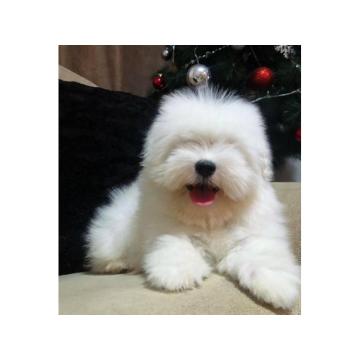 Coton de Tulear stenci