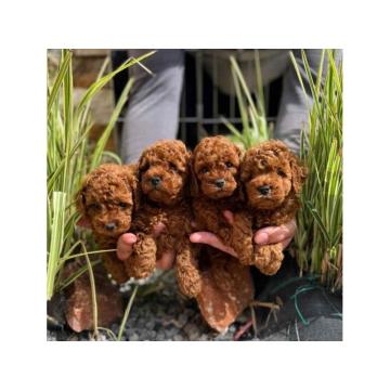 Najlepse bebe teddy bear toy pudle u Pom_Hash_Stars  