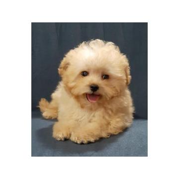 MALTIPOO  oba pola 
