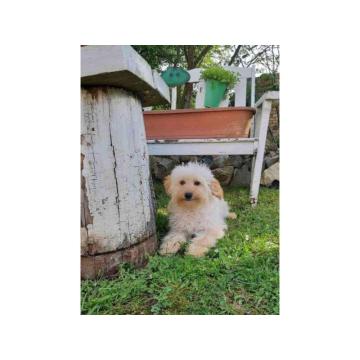 Goldendoodle dvije zenke 