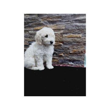 U ponudi stenci TOY PUDLE 