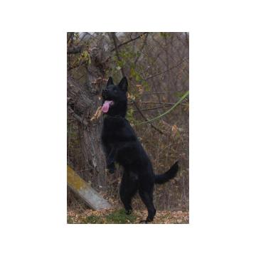 Ženka nemačkog ovčara  