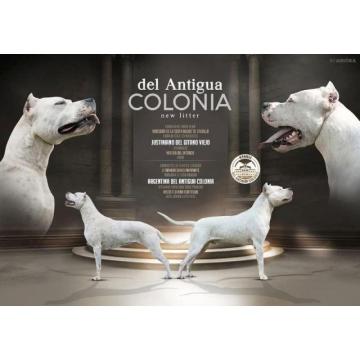 Dogo Argentino štenci