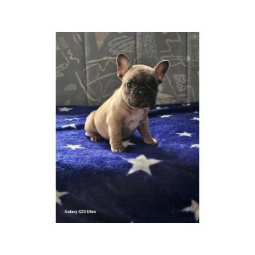 Francuski Buldog PRELEPI štenci