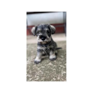 Patuljasti Šnaucer Miniature Schnauzer
