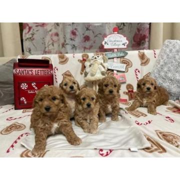 Štenci crvene toy pudle i kovrdžavog bišona  