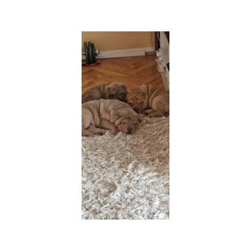 Čistokrvni šar pej štenci  