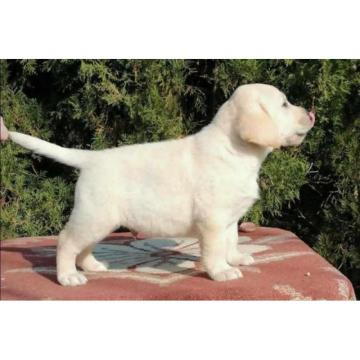 Labrador retriver 