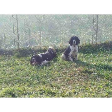 Engleski špringer španijel, mladi psi