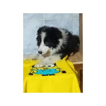 Border Collie  
