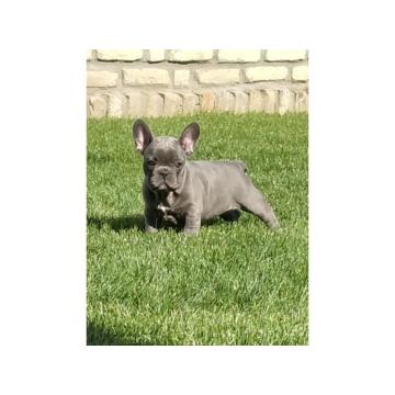 Francuski buldog  
