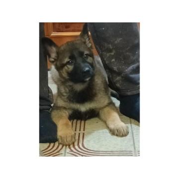 Nemacki ovcar musko i zensko stene 