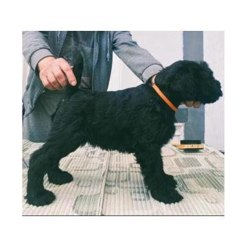 Veliki snaucer stenci na prodaju 