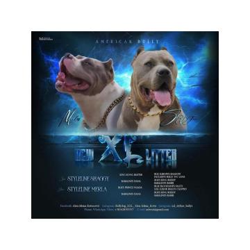 American bully xl  