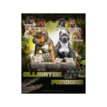 Američki Buli American Bully štenci