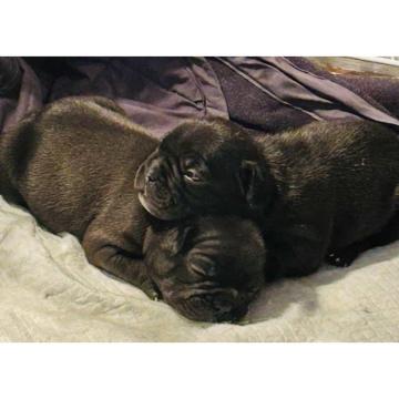 Na prodaju stenad francuskog buldoga, vrhunskog porekla 
