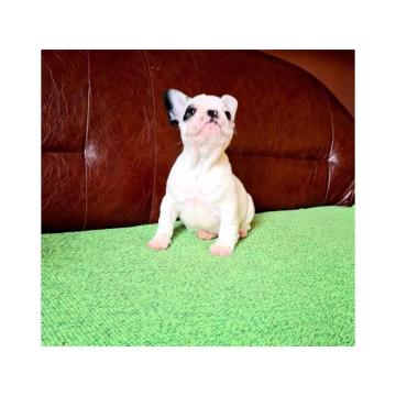 Francuski Buldog PRELEPI štenci
