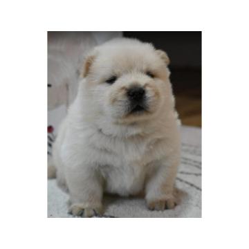 Chow Chow Cau Cau Čau Čau