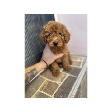 Crvena patuljasta pudla Top