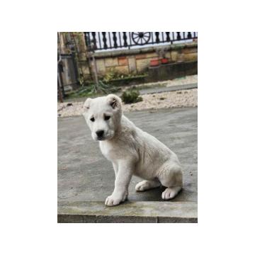 Na prodaju štenci SREDNJEAZIJSKOG OVČARA 