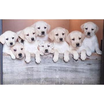 Top leglo labradora