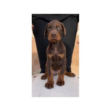 Doberman PRELEPI štenci