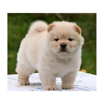 Chow Chow Cau Cau Čau Čau