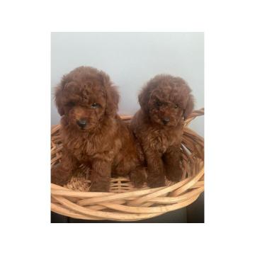 Dobro njegovani štenci Toy pudle