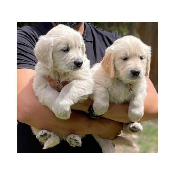 Nudimo nevjerojatne štence zlatnog retrivera izvrsne krvne linije.