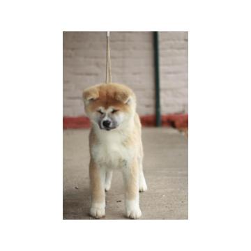 Japanska akita stenci