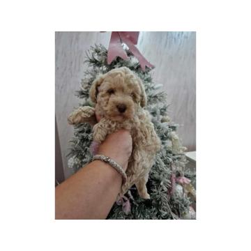 Aprikot decak i devojcica toy PUDLE 