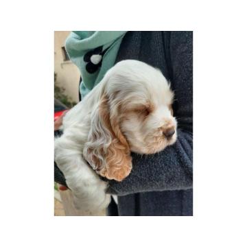 Engleski Koker španijel štenci 