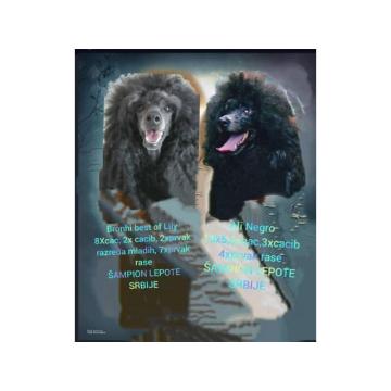 Srednja pudla štenci