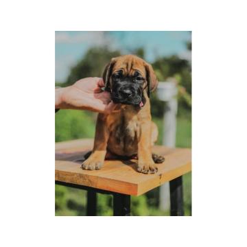 Cane Corso VRHUNSKI Štenci