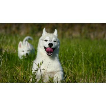 Predivni štenci haskija – vaši verni saputnici! 