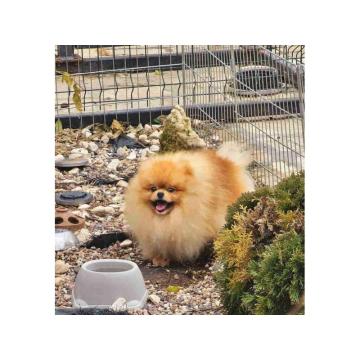 Bebe POMERANCA vrhunske genetike  