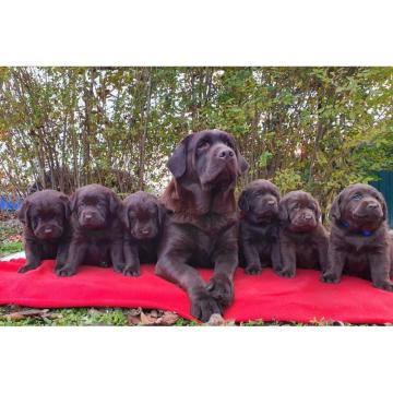 Labrador retriver čokoladni štenci