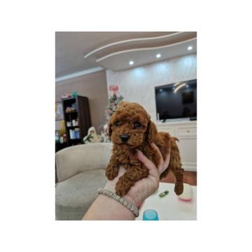 Toy i mini pudlice aprikot i crvene boje 