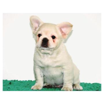 Francuski buldog fluffy