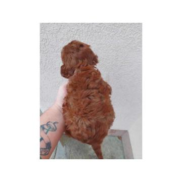 TOY PUDLE crna I crvena zenkica